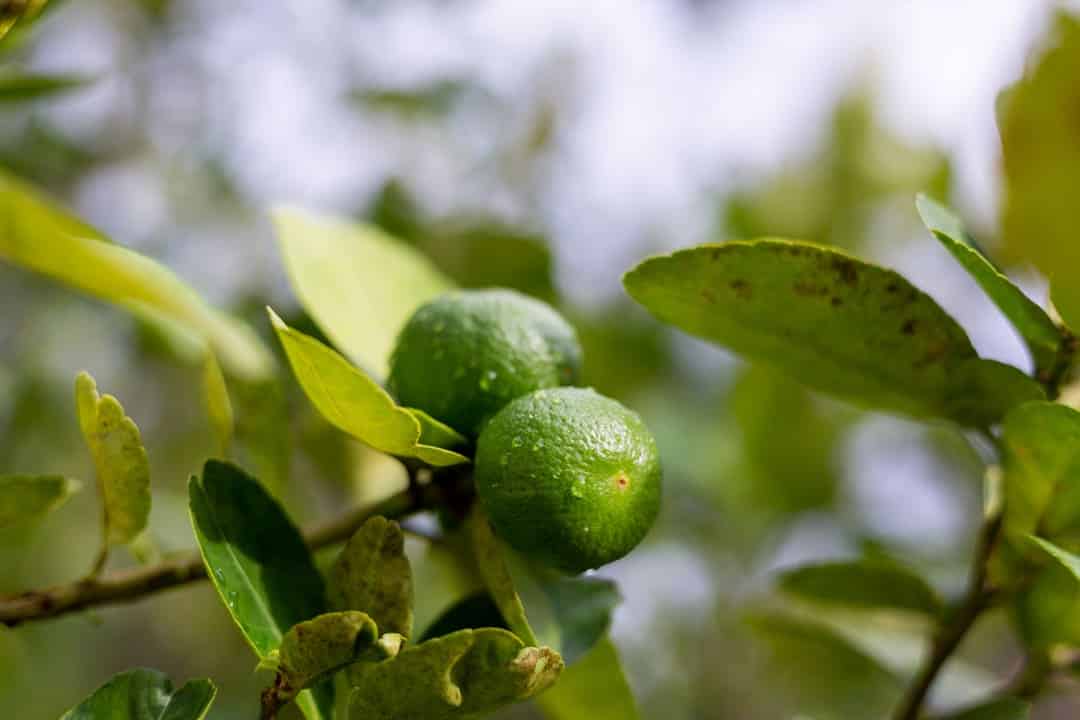 افزایش سایز مرکبات