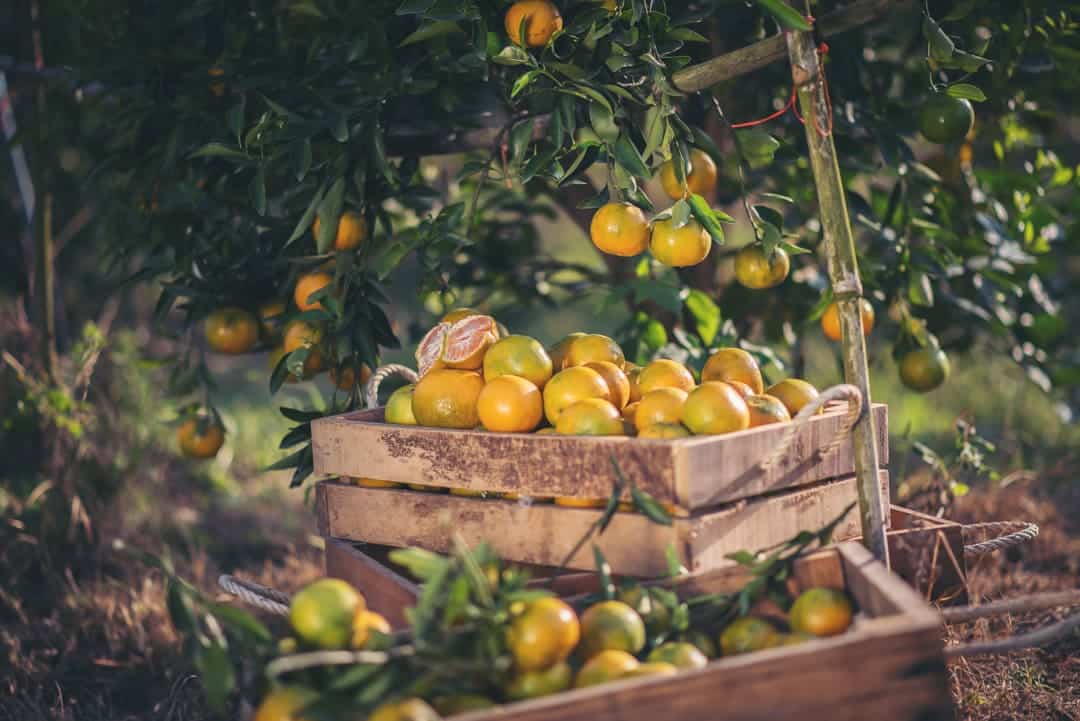 افزایش سایز مرکبات