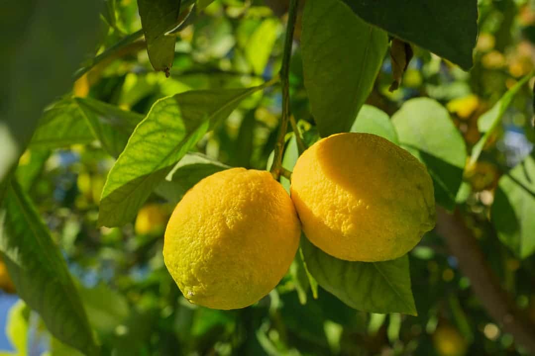 افزایش سایز مرکبات