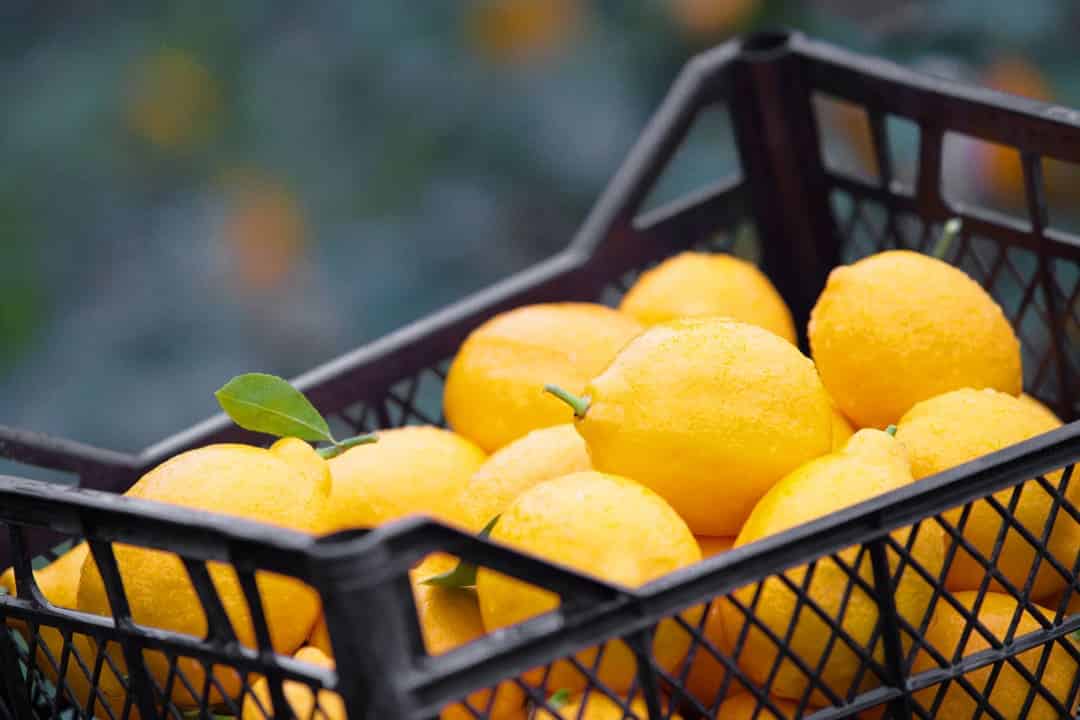 افزایش سایز مرکبات